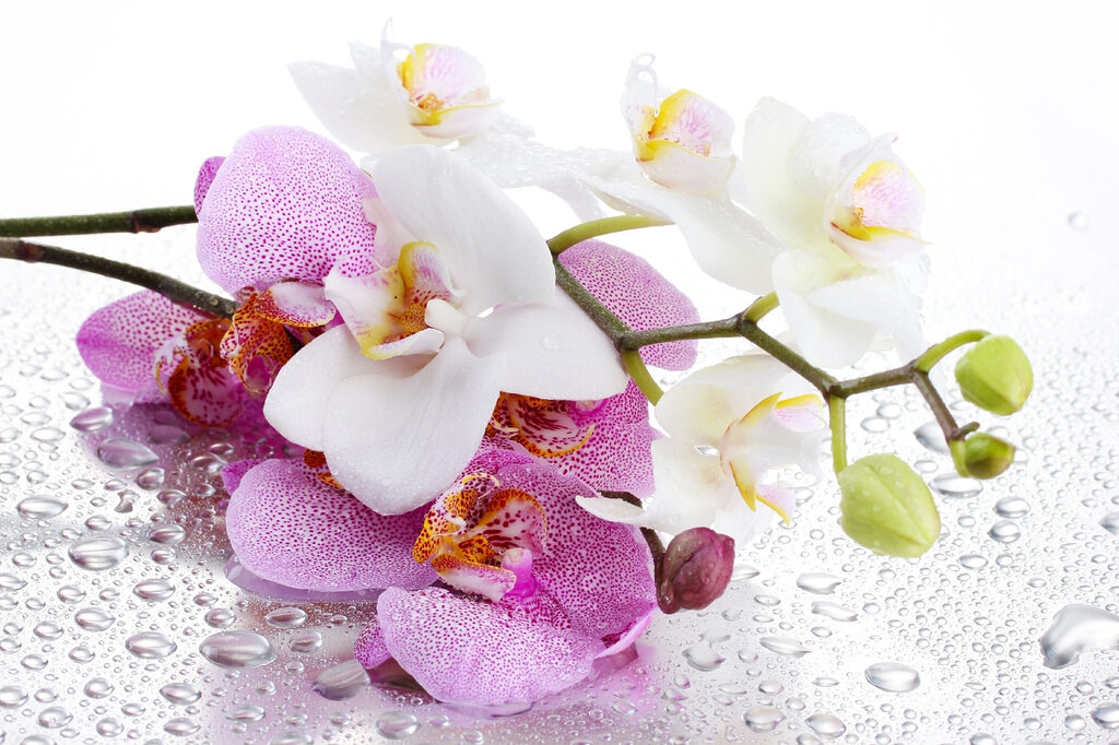 Orchideák harmatcseppekkel — teljes motívum