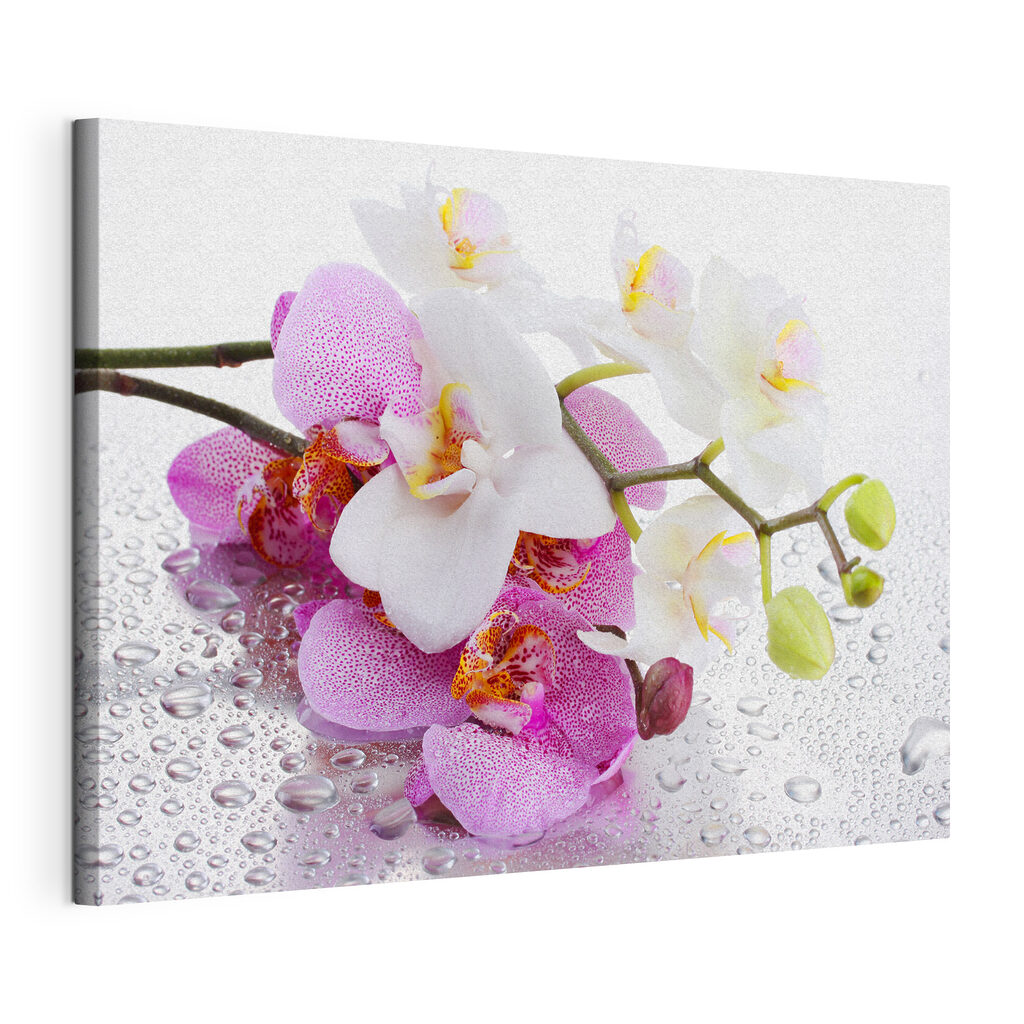 Orchideák harmatcseppekkel, kifeszített vászon körbefutó széllel