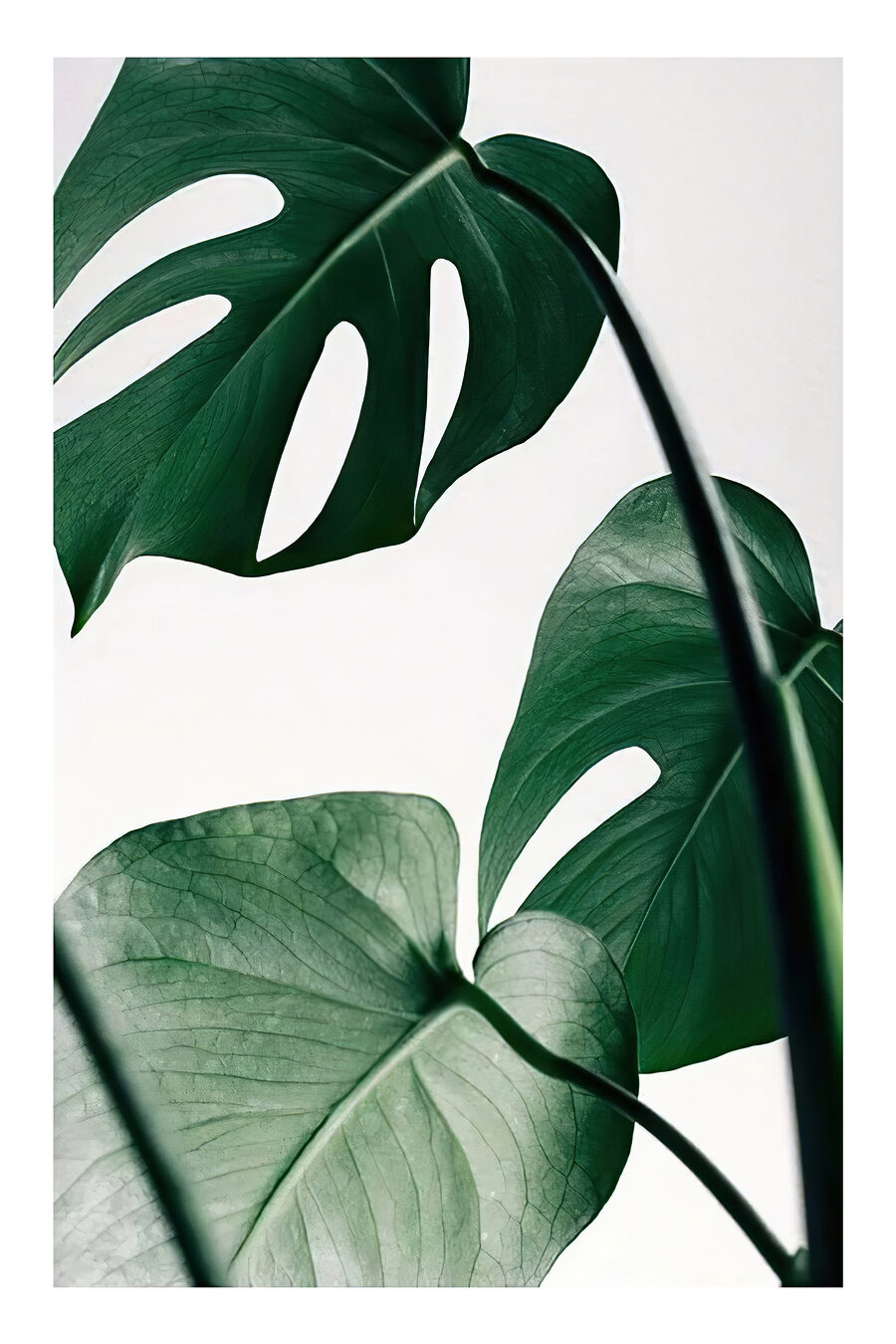 Monstera világos háttéren — teljes motívum