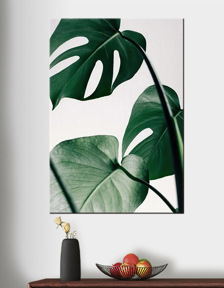 Monstera világos háttéren — lakásbelső 2