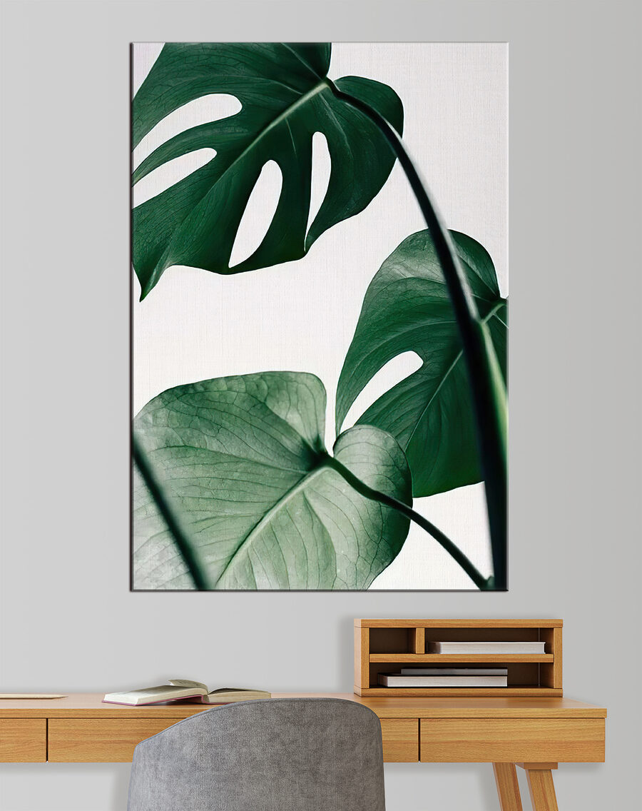 Monstera világos háttéren — lakásbelső 1