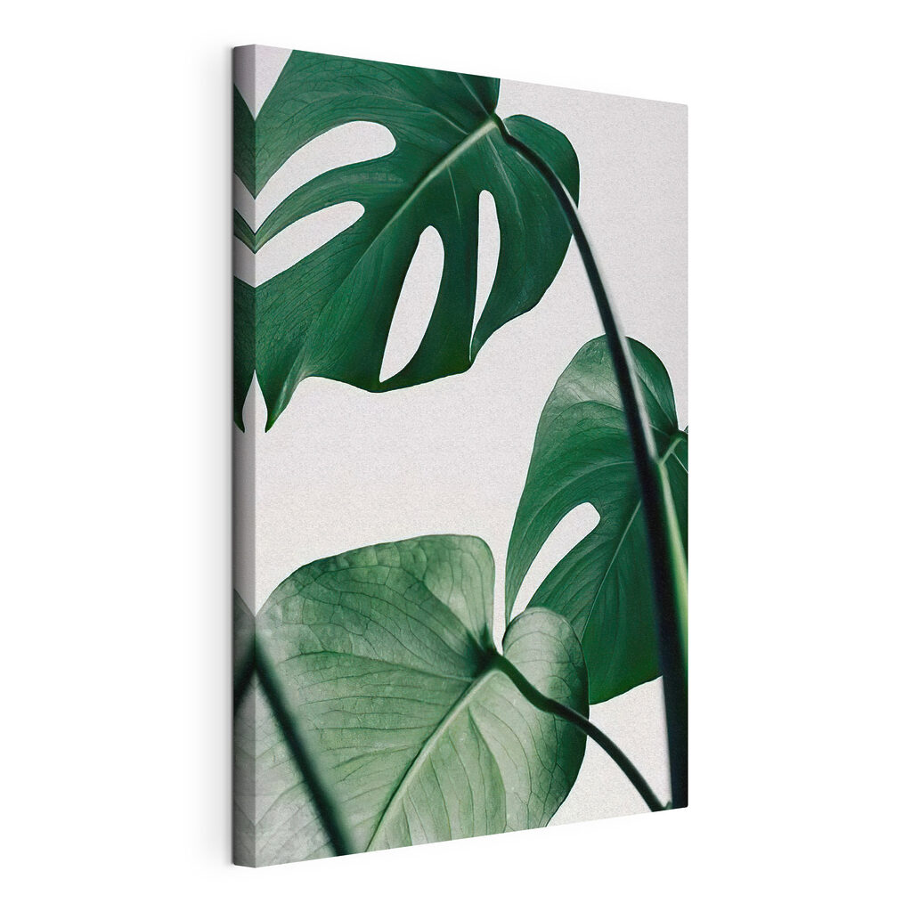 Monstera világos háttéren — termékábrázolás