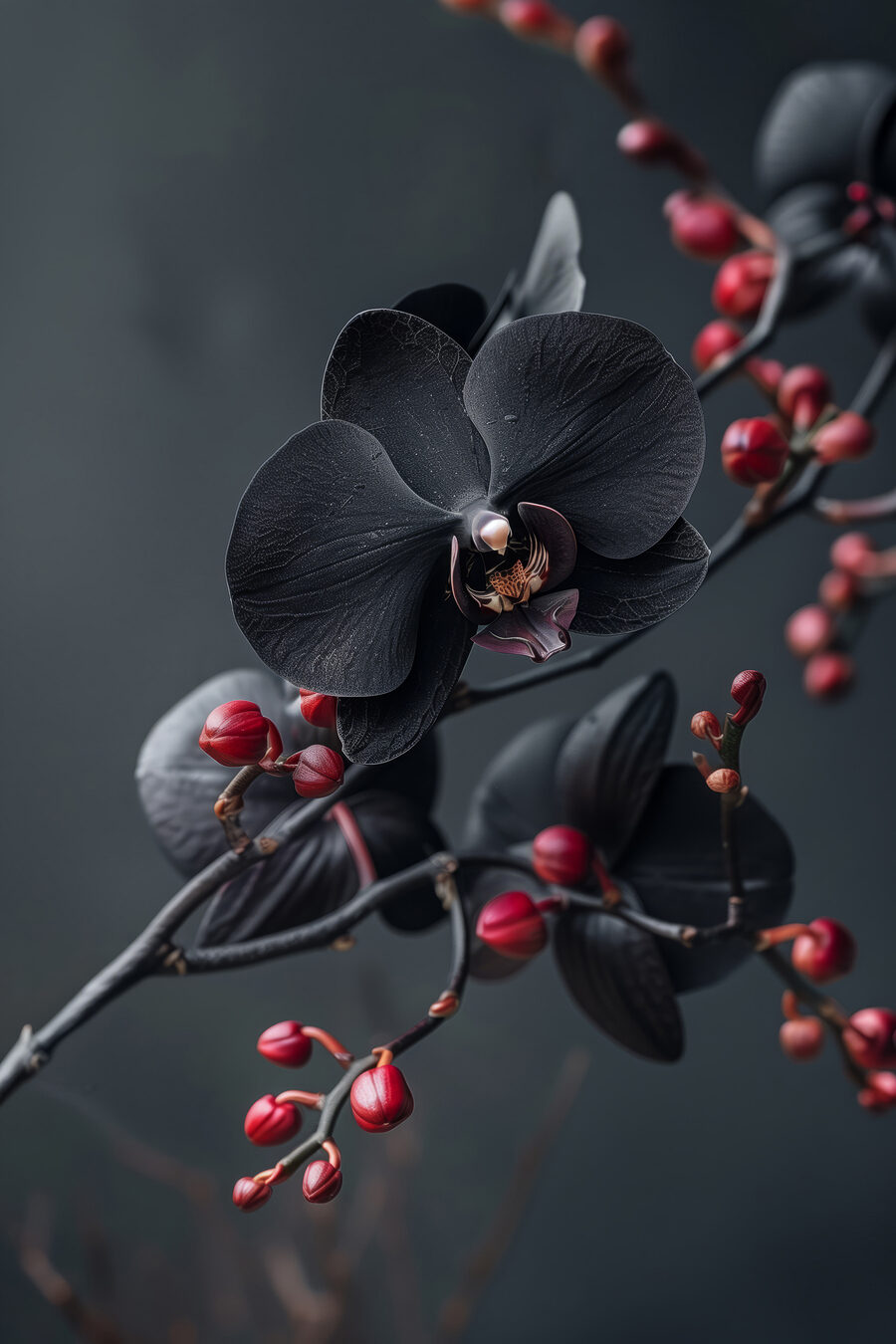 Fekete orchidea bogyós ágon — teljes motívum