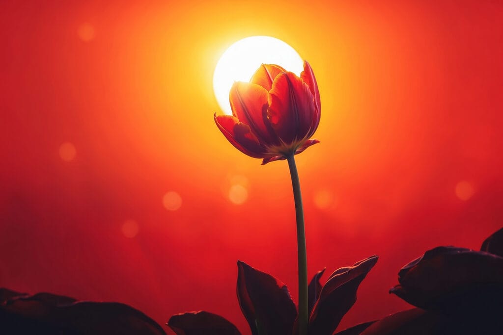 Piros tulipán napfényben — teljes motívum