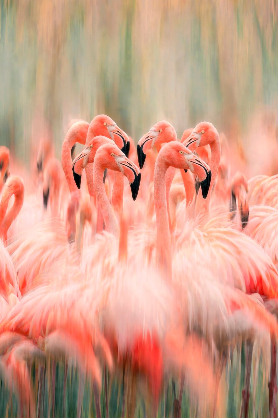 Flamingóraj pasztellben — teljes motívum