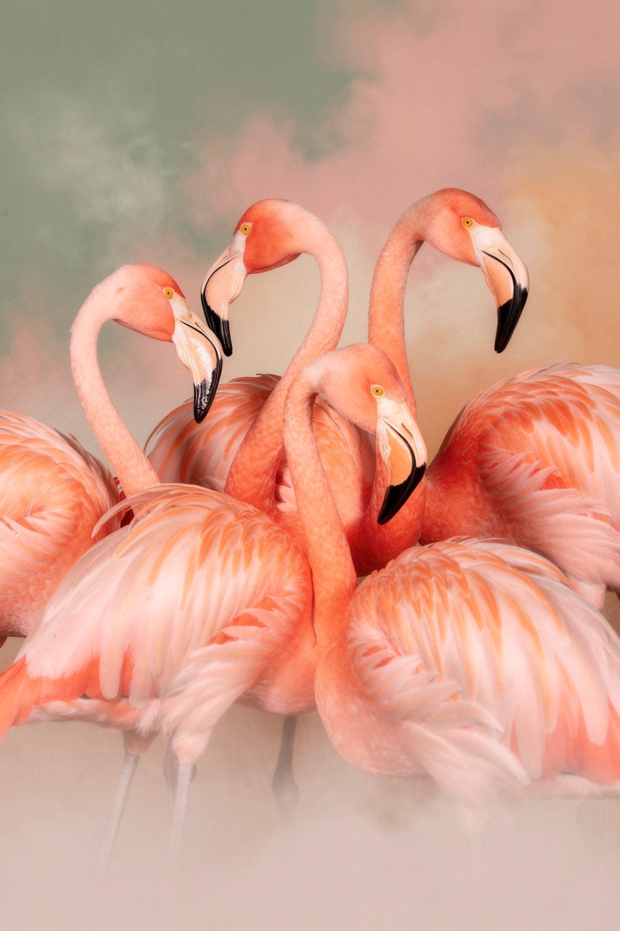 Flamingók pasztell párában — teljes motívum