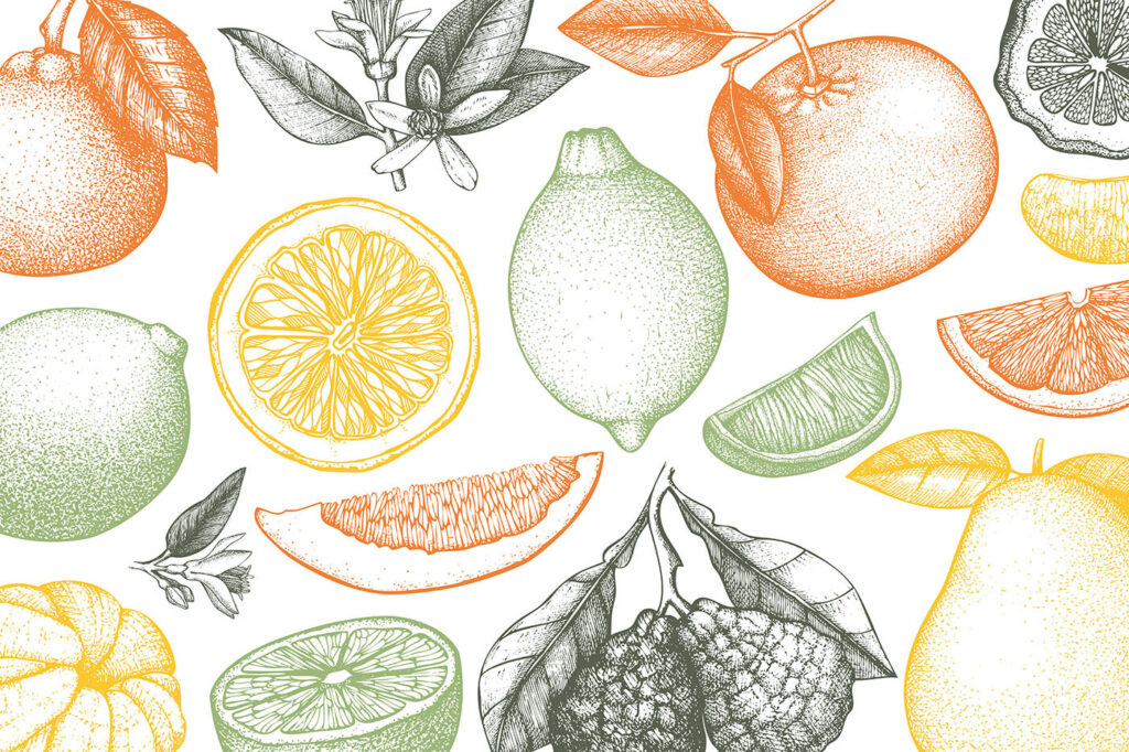 Citrusgyümölcsök finom vonalakkal — teljes motívum