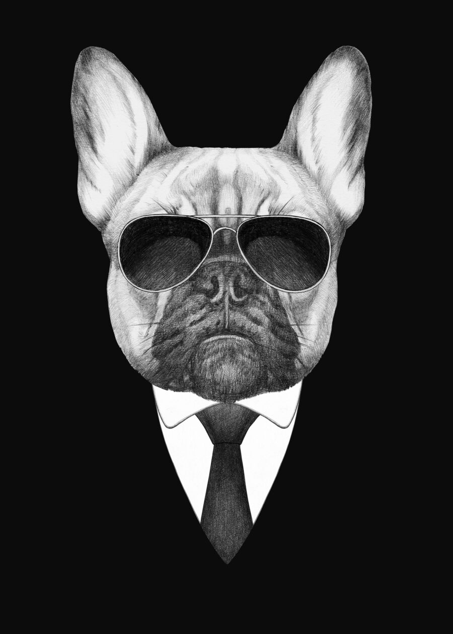 Buldog öltönyben — teljes motívum